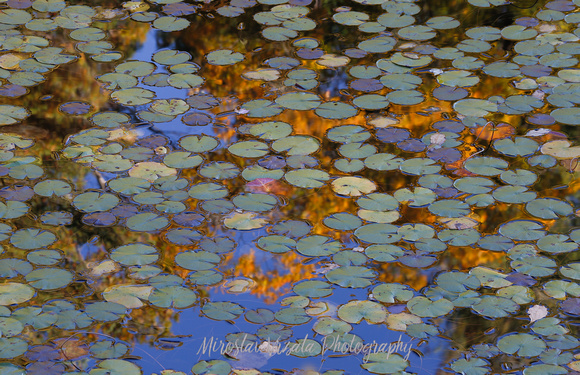 Monet's Garden Delight