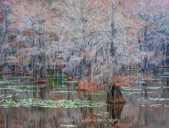 Cypress Tress and Lily Pads