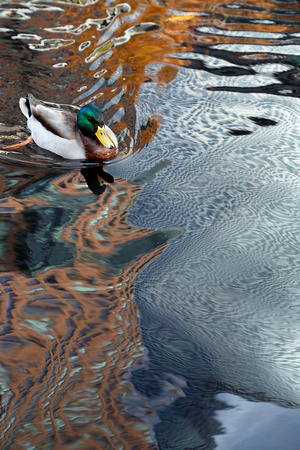 The Waters of Friedensreich Hundertwasser