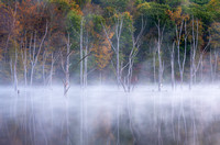 Reflections  in Fog
