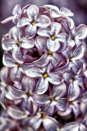 French Lilac 3