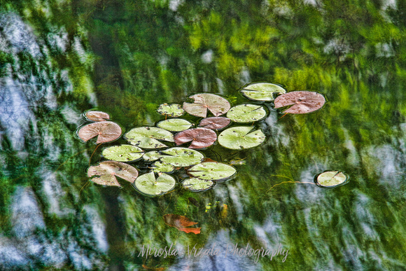 Monet's Lilly Pads