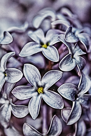 French Lilac 2